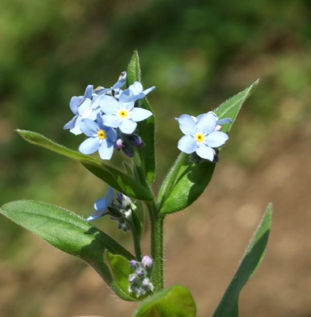 Myosotis sp.